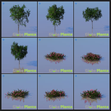 L2023.3 Update Library Models _Nature _LargeTh-3x3 _01.jpg