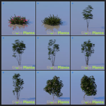 L2023.3 Update Library Models _Nature _LargeTh-3x3 _02.jpg