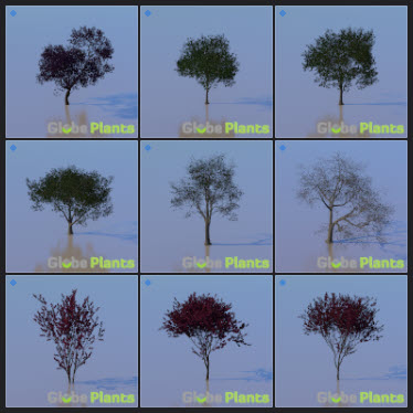 L2023.3 Update Library Models _Nature _LargeTh-3x3 _04.jpg