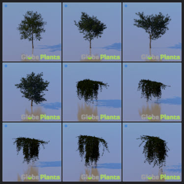 L2023.3 Update Library Models _Nature _LargeTh-3x3 _09.jpg