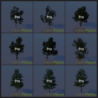 L2023.3 Standard Update Library Models _Nature _LargeTh-3x3 _07.jpg