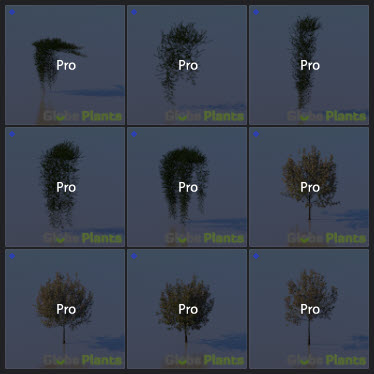 L2023.3 Standard Update Library Models _Nature _LargeTh-3x3 _12.jpg