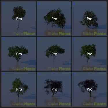 L2023.3 Standard Update Library Models _Nature _LargeTh-3x3 _03.jpg