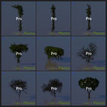 L2023.3 Standard Update Library Models _Nature _LargeTh-3x3 _10.jpg